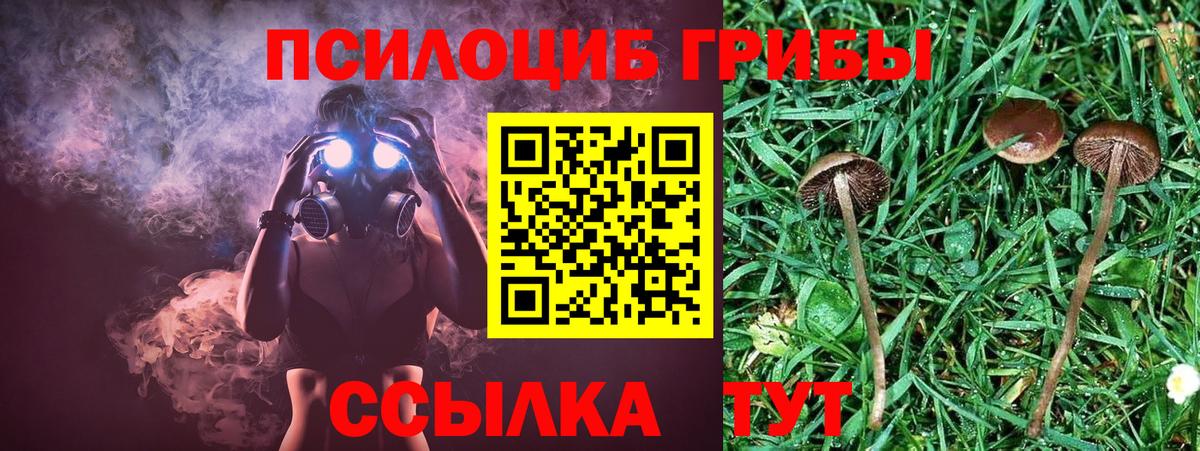 Галлюциногенные грибы Psilocybine cubensis Красный Сулин